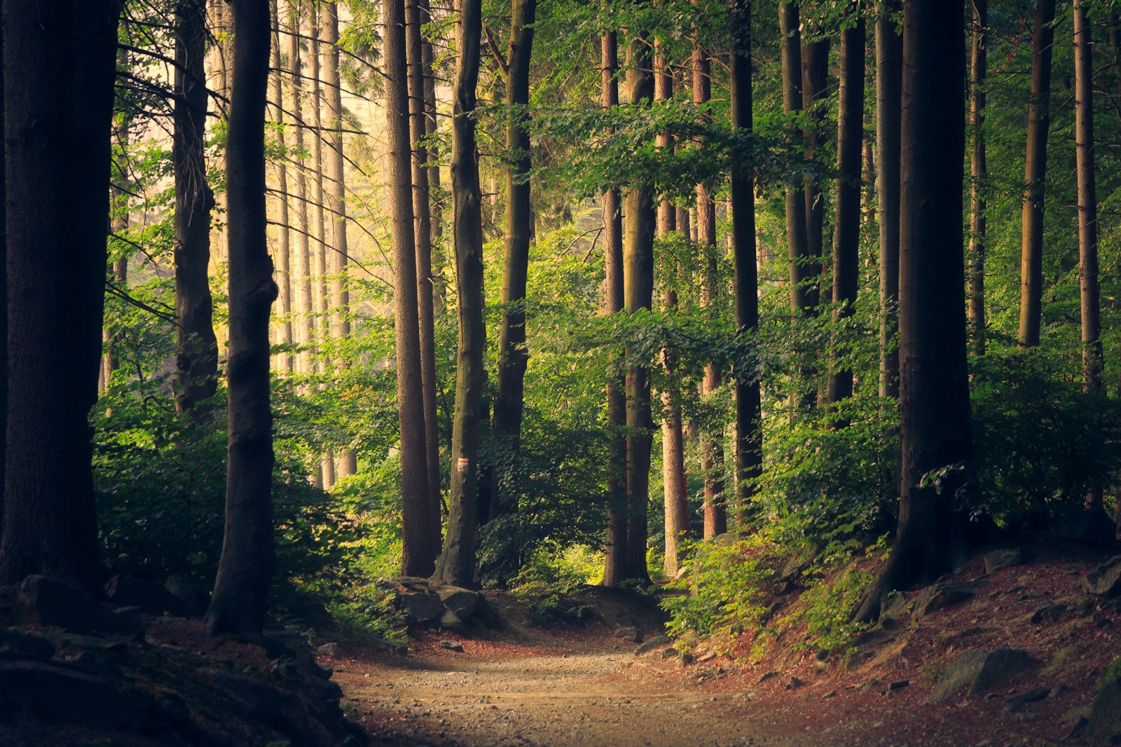 Regenerative green infrastructure and ecological restoration
